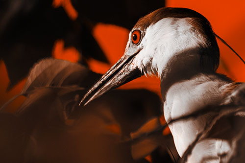 Algae Beak Black Crowned Night Heron (Orange Tone Photo)