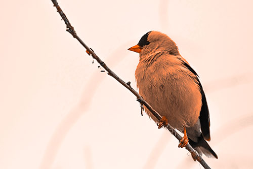 American Goldfinch Perched Along Slanted Branch (Orange Tone Photo)