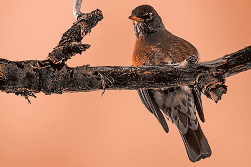 American Robin Perched Along Thick Decomposing Tree Branch (Orange Tone)