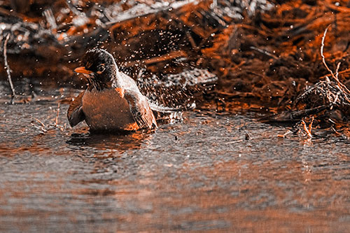 American Robin Splashing River Water (Orange Tone Photo)