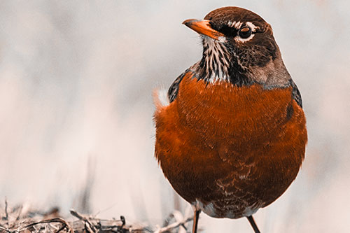 American Robin Standing Strong Against Wind (Orange Tone Photo)
