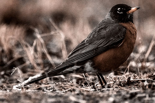 American Robin Standing Strong Among Dead Leaves (Orange Tone Photo)