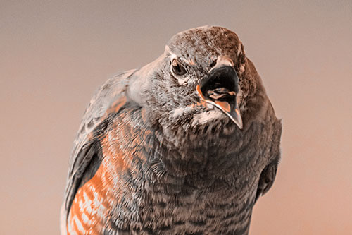 Angry Faced American Robin Screaming (Orange Tone)