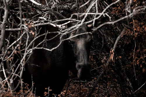 Angry Faced Moose Behind Tree Branches (Orange Tone Photo)
