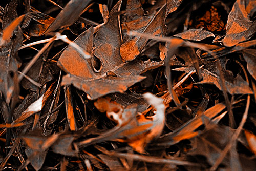 Angry Rotting Triangular Leaf Face (Orange Tone)