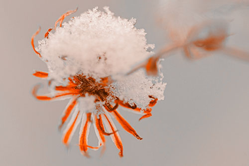 Angry Snow Faced Aster Screaming Among Cold (Orange Tone Photo)