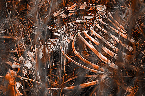Animal Skeleton Remains Resting Beyond Plants (Orange Tone Photo)