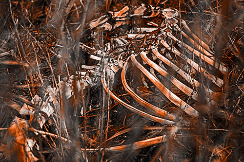 Animal Skeleton Remains Resting Beyond Plants (Orange Tone)