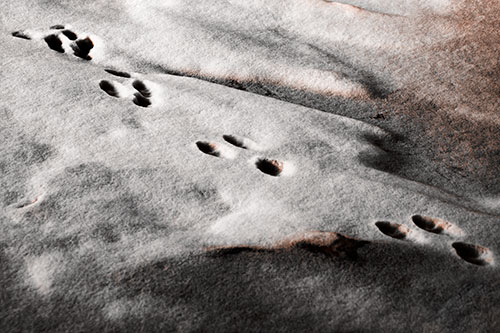 Animal Snow Footprint Trail (Orange Tone Photo)
