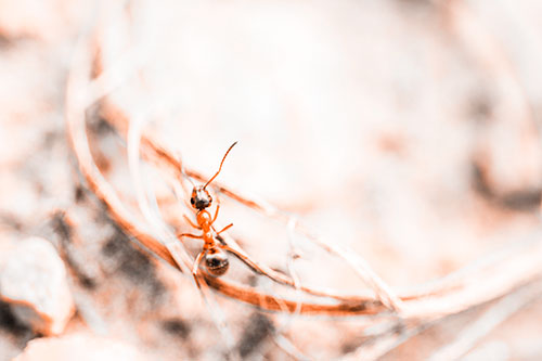 Ant Celebrating On A Curved Stick (Orange Tone Photo)