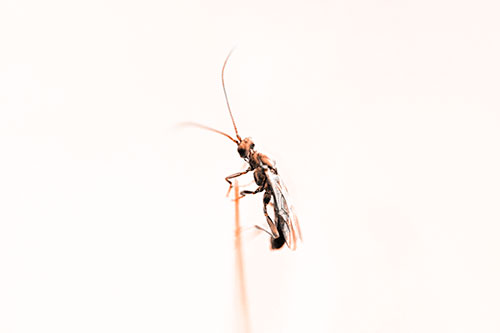 Ant Clinging Atop Piece Of Grass (Orange Tone Photo)
