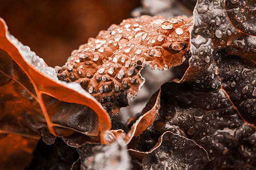 Arching Leaf Water Droplets (Orange Tone Photo)