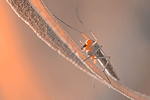 Arm Raising Midge Fly Rests Among Sloping Leaf (Orange Tone)