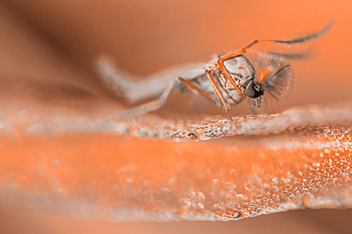 Arm Raising Midge Fly Standing Among Leaf (Orange Tone)