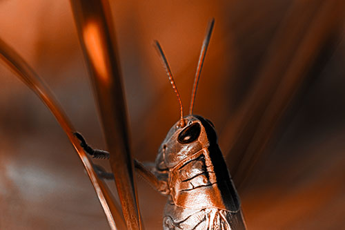 Arm Resting Grasshopper Watches Surroundings (Orange Tone Photo)