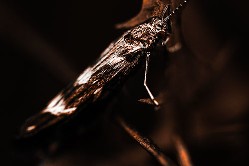 Arm Resting Leaf Blotch Miner Moth (Orange Tone Photo)