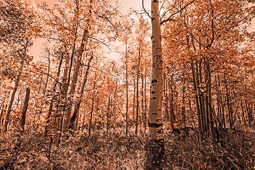 Aspen Trees Illuminate Among Sunshine (Orange Tone Photo)