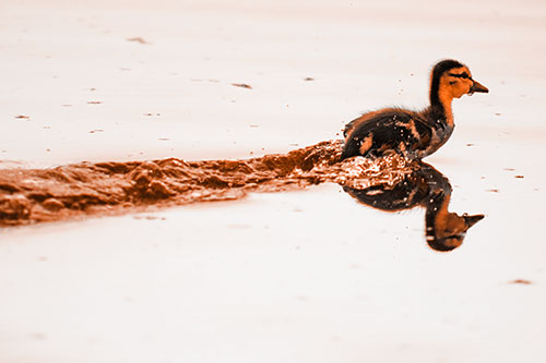 Baby Mallard Duckling Running Across Lake Water (Orange Tone Photo)