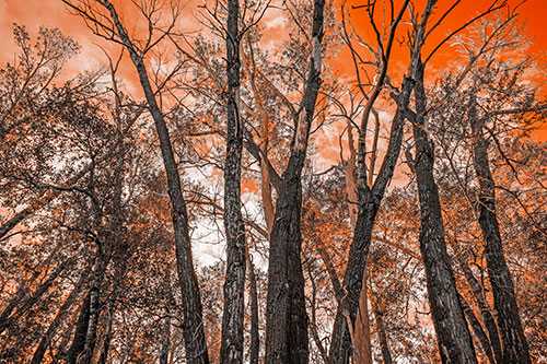 Bark Peeling Trees Going Bald Among Sunlight (Orange Tone)