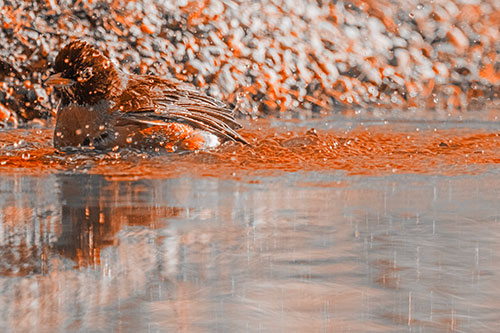 Bathing American Robin Splashing Water Along Shoreline (Orange Tone Photo)