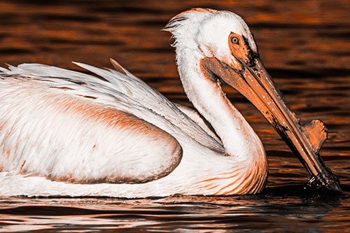 Beak Dipping Pelican Eying Across Lake Water (Orange Tone)