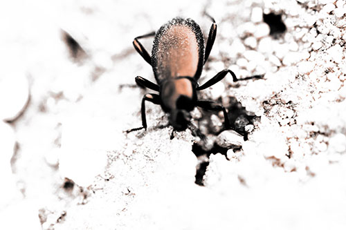 Beetle Beside Dirt Hole (Orange Tone Photo)