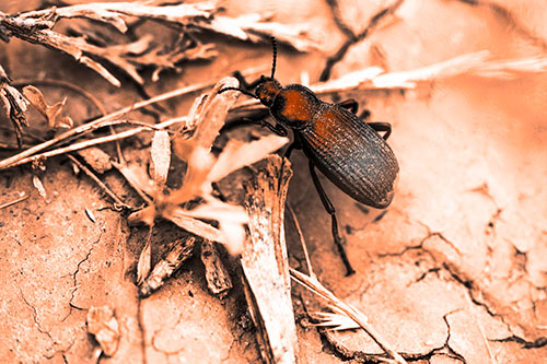 Beetle Searching Dry Land For Food (Orange Tone Photo)