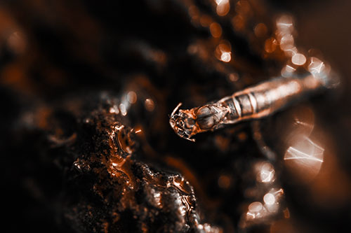 Bent Antenna Larva Slithering Across Soaked Rock (Orange Tone Photo)