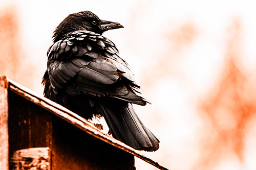 Big Crow Too Large For Bird House (Orange Tone Photo)