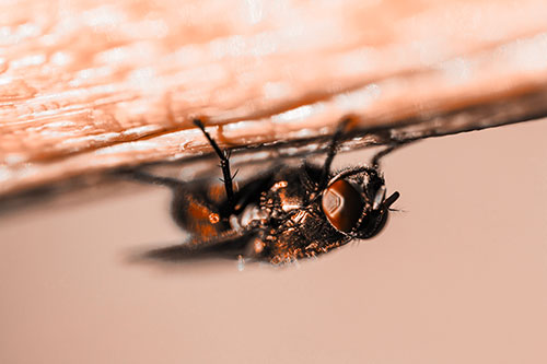 Big Eyed Blow Fly Perched Upside Down (Orange Tone Photo)