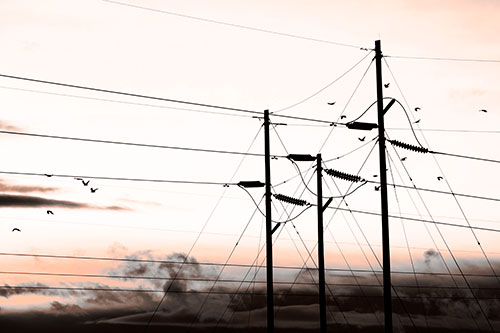 Bird Flock Flying Behind Powerline Sunset (Orange Tone Photo)