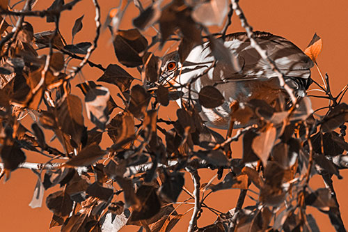 Black Crowned Night Heron Hiding Among Leaves (Orange Tone)