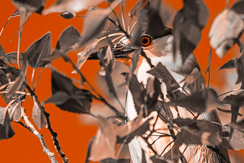 Black Crowned Night Heron Keeping Watch Among Leaves (Orange Tone)