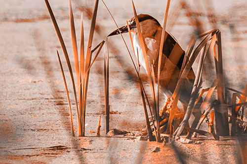 Black Crowned Night Heron Perched Atop Water Reed Grass (Orange Tone Photo)