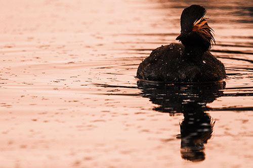 Black Necked Eared Grebe Floating Atop Lake (Orange Tone)