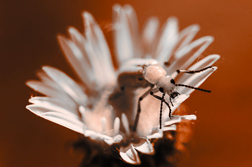 Blister Beetle Guards Gumplant Flower (Orange Tone)