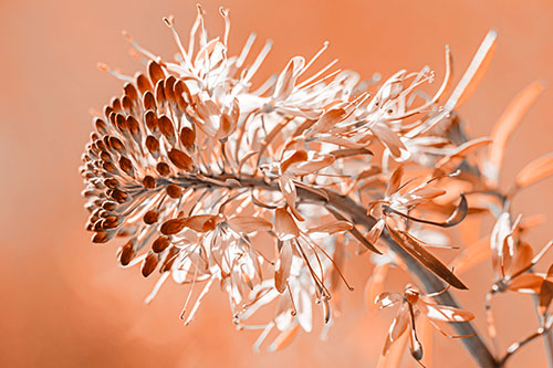 Blossoming Lily Of The Nile Flower (Orange Tone Photo)