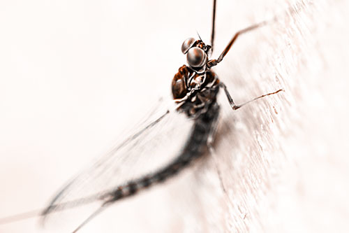 Body Bending Mayfly Resting Vertically (Orange Tone Photo)