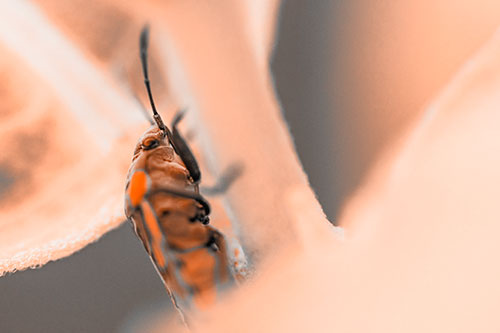 Boxelder Beetle Crawling Up Plant Stem (Orange Tone Photo)