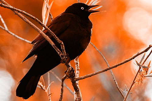 Brewers Blackbird Chirping Atop Sloping Branch (Orange Tone Photo)