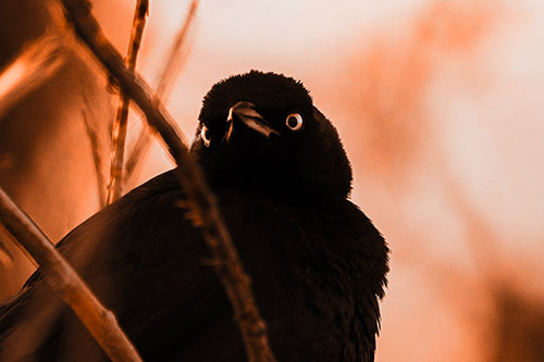 Brewers Blackbird Keeping Watch (Orange Tone Photo)
