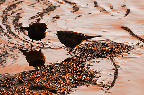 Brewers Blackbirds Feeding Along Shoreline (Orange Tone Photo)