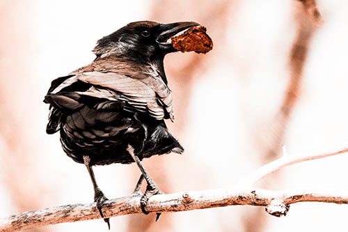 Brownie Crow Perched On Tree Branch (Orange Tone Photo)