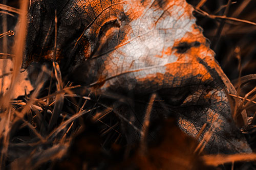 Bruised Rotting Leaf Face Among Grass (Orange Tone Photo)