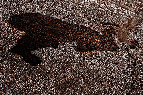 Bunny Rabbit Pavement Puddle Figure Formation (Orange Tone)