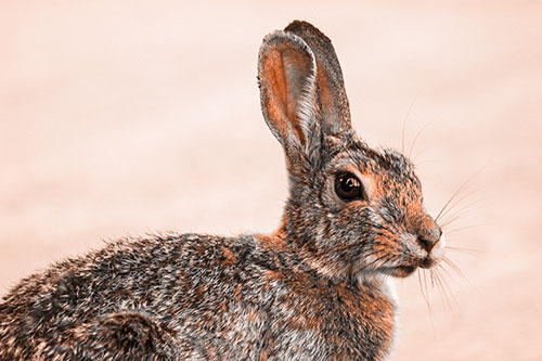 Bunny Rabbit Taking Gander Around Park (Orange Tone)