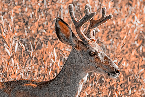 Calm Mule Deer Casually Wandering Around Vegetation (Orange Tone)