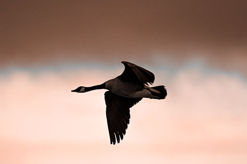 Canadian Goose Flying Among Sunrise (Orange Tone Photo)