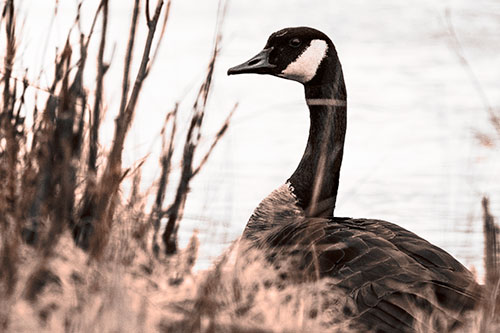 Canadian Goose Hiding Behind Reed Grass (Orange Tone Photo)