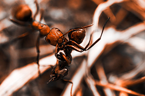 Carpenter Ant Uses Mandible Grips To Haul Dead Corpse (Orange Tone Photo)